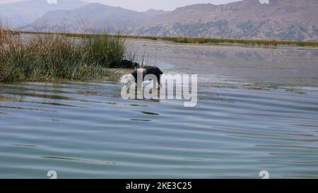 Pig sauvage dans l'eau titicaca lac magnifique Banque D'Images