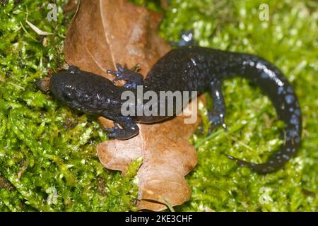 Gros plan d'une femelle de la salamandre à marmole à pois bleus nord-américaine menacée sur de la mousse verte Banque D'Images