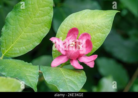 Calycanthus Aphrodite, Aphrodite, arbuste à feuilles caduques, gros arbuste à feuilles caduques, parfumé, fleurs rouge foncé à pourpres Banque D'Images