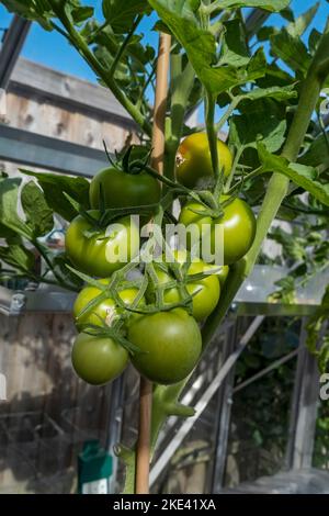 Gros plan de treillis de tomates vertes aux fruits non mûrs les jardiniers adorent grandir en serre été Angleterre Royaume-Uni Royaume-Uni Grande-Bretagne Banque D'Images