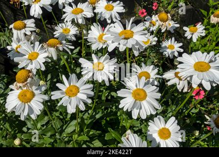 Gros plan de marguerite marguerites pâquerette blanche pâquerettes fleurs fleuries croissant dans le jardin en été Angleterre Royaume-Uni Grande-Bretagne Banque D'Images
