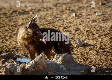 Hyène brune buvant au trou d'eau dans le parc transfrontier de Kgalagadi, Afrique du Sud; espèce Parahyena brunnea famille d'Hyaenidae Banque D'Images