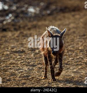 Hyena brune blessée vue de marche sur terre sèche dans le parc transfrontier de Kgalagadi, Afrique du Sud; espèce Parahyena brunnea famille d'Hyaenidae Banque D'Images