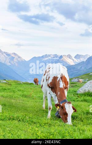 Vaches en pâturage sur prairie alpine dans les montagnes de Suisse en arrière-plan Banque D'Images