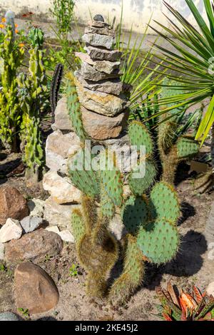 Cactus et succulents et autres plantes de climat aride dans un coin bien entretenu du jardin Banque D'Images
