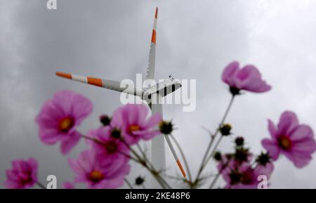 Bitterfeld Wolfen, Allemagne. 09th novembre 2022. Avec des températures exceptionnellement chaudes en novembre, d'innombrables fleurs de cosmétiques colorées, également connues sous le nom de paniers ornementaux, et des marigolds fleurissent sur une route principale très fréquentée près de Bitterfeld-Wolfen. La grande zone de fleurs a été créée comme une prairie à fleurs par une entreprise agricole pour les abeilles, les papillons et d'autres insectes à côté d'un champ et ravit maintenant les usagers de la route. Credit: Waltraud Grubitzsch/dpa/Alay Live News Banque D'Images