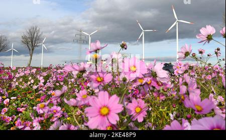 Bitterfeld Wolfen, Allemagne. 09th novembre 2022. Les éoliennes se trouvent derrière d'innombrables fleurs colorées de Cosmea, également connues sous le nom de paniers ornementaux, et des marigolds sur une route principale très fréquentée près de Bitterfeld-Wolfen. La grande zone de fleurs a été créée comme une prairie à fleurs par une entreprise agricole pour les abeilles, les papillons et d'autres insectes à côté d'un champ et ravit maintenant les usagers de la route. Credit: Waltraud Grubitzsch/dpa/Alay Live News Banque D'Images