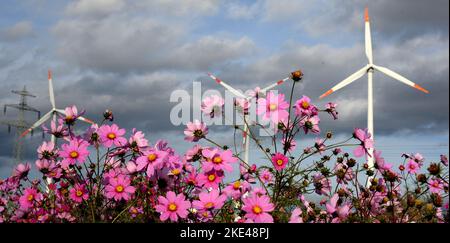 Bitterfeld Wolfen, Allemagne. 09th novembre 2022. Les éoliennes se trouvent derrière d'innombrables fleurs colorées de Cosmea, également connues sous le nom de paniers ornementaux, et des marigolds sur une route principale très fréquentée près de Bitterfeld-Wolfen. La grande zone de fleurs a été créée comme une prairie à fleurs par une entreprise agricole pour les abeilles, les papillons et d'autres insectes à côté d'un champ et ravit maintenant les usagers de la route. Credit: Waltraud Grubitzsch/dpa/Alay Live News Banque D'Images