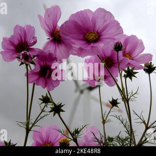 Bitterfeld Wolfen, Allemagne. 09th novembre 2022. Les éoliennes se trouvent derrière d'innombrables fleurs colorées de Cosmea, également connues sous le nom de paniers ornementaux, et des marigolds sur une route principale très fréquentée près de Bitterfeld-Wolfen. La grande zone de fleurs a été créée comme une prairie à fleurs par une entreprise agricole pour les abeilles, les papillons et d'autres insectes à côté d'un champ et ravit maintenant les usagers de la route. Credit: Waltraud Grubitzsch/dpa/Alay Live News Banque D'Images