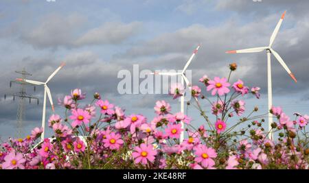 Bitterfeld Wolfen, Allemagne. 09th novembre 2022. Avec des températures exceptionnellement chaudes en novembre, d'innombrables fleurs de cosmétiques colorées, également connues sous le nom de paniers ornementaux, et des marigolds fleurissent sur une route principale très fréquentée près de Bitterfeld-Wolfen. La grande zone de fleurs a été créée comme une prairie à fleurs par une entreprise agricole pour les abeilles, les papillons et d'autres insectes à côté d'un champ et ravit maintenant les usagers de la route. Credit: Waltraud Grubitzsch/dpa/Alay Live News Banque D'Images