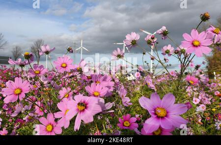 Bitterfeld Wolfen, Allemagne. 09th novembre 2022. Les éoliennes se trouvent derrière d'innombrables fleurs colorées de Cosmea, également connues sous le nom de paniers ornementaux, et des marigolds sur une route principale très fréquentée près de Bitterfeld-Wolfen. La grande zone de fleurs a été créée comme une prairie à fleurs par une entreprise agricole pour les abeilles, les papillons et d'autres insectes à côté d'un champ et ravit maintenant les usagers de la route. Credit: Waltraud Grubitzsch/dpa/Alay Live News Banque D'Images