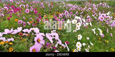 Bitterfeld Wolfen, Allemagne. 09th novembre 2022. Avec des températures exceptionnellement chaudes en novembre, d'innombrables fleurs de cosmétiques colorées, également connues sous le nom de paniers ornementaux, et des marigolds fleurissent sur une route principale très fréquentée près de Bitterfeld-Wolfen. La grande zone de fleurs a été créée comme une prairie à fleurs par une entreprise agricole pour les abeilles, les papillons et d'autres insectes à côté d'un champ et ravit maintenant les usagers de la route. Credit: Waltraud Grubitzsch/dpa/Alay Live News Banque D'Images