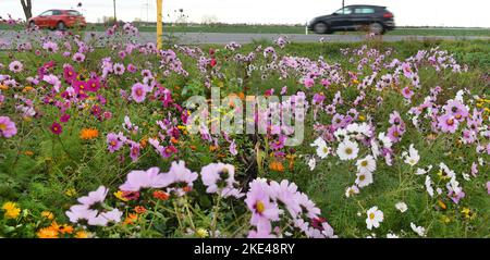 Bitterfeld Wolfen, Allemagne. 09th novembre 2022. Avec des températures exceptionnellement chaudes en novembre, d'innombrables fleurs de cosmétiques colorées, également connues sous le nom de paniers ornementaux, et des marigolds fleurissent sur une route principale très fréquentée près de Bitterfeld-Wolfen. La grande zone de fleurs a été créée comme une prairie à fleurs par une entreprise agricole pour les abeilles, les papillons et d'autres insectes à côté d'un champ et ravit maintenant les usagers de la route. Credit: Waltraud Grubitzsch/dpa/Alay Live News Banque D'Images