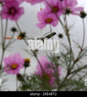 Bitterfeld Wolfen, Allemagne. 09th novembre 2022. Les éoliennes se trouvent derrière d'innombrables fleurs colorées de Cosmea, également connues sous le nom de paniers ornementaux, et des marigolds sur une route principale très fréquentée près de Bitterfeld-Wolfen. La grande zone de fleurs a été créée comme une prairie à fleurs par une entreprise agricole pour les abeilles, les papillons et d'autres insectes à côté d'un champ et ravit maintenant les usagers de la route. Credit: Waltraud Grubitzsch/dpa/Alay Live News Banque D'Images