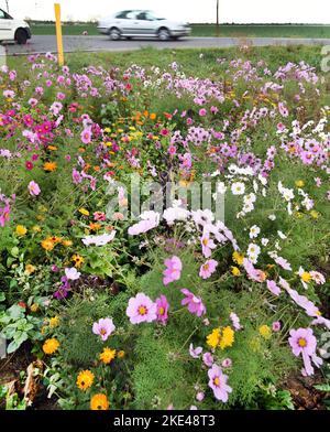 Bitterfeld Wolfen, Allemagne. 09th novembre 2022. Avec des températures exceptionnellement chaudes en novembre, d'innombrables fleurs de cosmétiques colorées, également connues sous le nom de paniers ornementaux, et des marigolds fleurissent sur une route principale très fréquentée près de Bitterfeld-Wolfen. La grande zone de fleurs a été créée comme une prairie à fleurs par une entreprise agricole pour les abeilles, les papillons et d'autres insectes à côté d'un champ et ravit maintenant les usagers de la route. Credit: Waltraud Grubitzsch/dpa/Alay Live News Banque D'Images