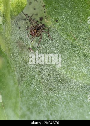 Araignée labyrinthe, Agelena labyrinthica, adulte sur toile couverte de rosée. Norfolk. Juin Banque D'Images