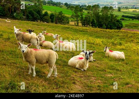 Moutons paître dans une ferme dans le Yorkshire du Nord Angleterre Royaume-Uni. Banque D'Images