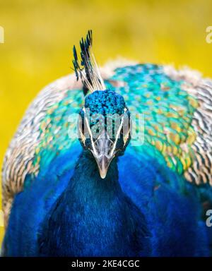 Un cliché vertical d'un beau paon (Pavo cristatus) sur un arrière-plan flou Banque D'Images