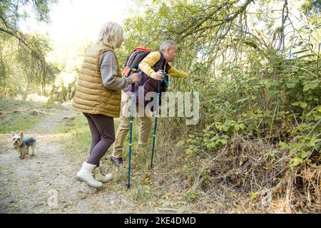 Des randonneurs matures du Caucase observant des plantes pendant un trek Banque D'Images