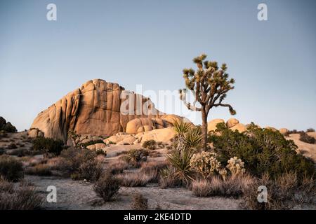 Une scène de paysage mystique avec des arbres et des rochers dans le parc national de Joshua Tree photographié après le coucher du soleil avec des couleurs intenses Banque D'Images