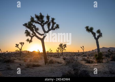 Une scène de paysage mystique avec des arbres et des rochers dans le parc national de Joshua Tree photographié pendant le coucher du soleil avec des couleurs intenses Banque D'Images