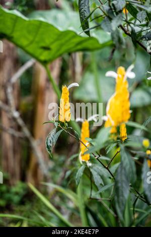 Pachystachys lutea Nees - jaune épais élevé dans la jungle de bali, indonésie. Banque D'Images