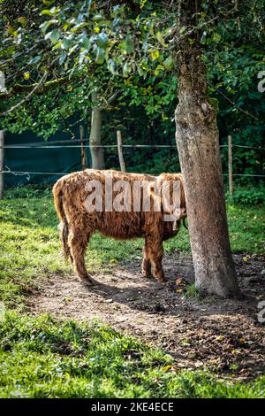 Une longue vache à poil long à côté d'un arbre situé dans l'Allgaeu, en Allemagne, avec des rayons de soleil venant de la droite. Banque D'Images