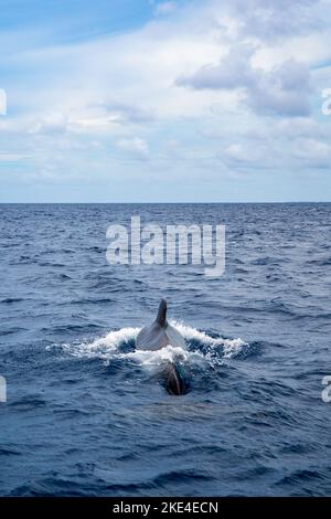 Baleine pilote de l'arrière, nageant vers l'horizon. Pris dans la région des Maldives. Banque D'Images