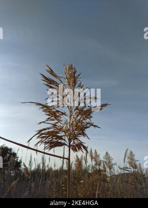 Un foyer peu profond de Phragmites australis dans un champ contre le ciel bleu Banque D'Images