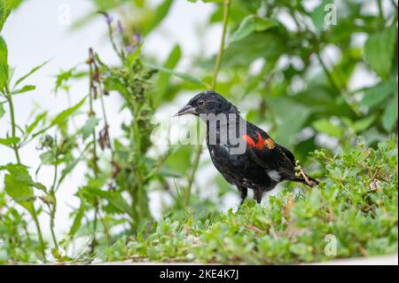 Un cliché étonnant d'un blackbird ailé rouge (Agelaius phoeniceus) perché parmi des feuilles vertes Banque D'Images