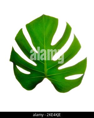 Isolez les grandes feuilles Monstera vert foncé sur fond blanc Banque D'Images