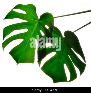 Deux isolent les grandes feuilles Monstera vert foncé sur fond blanc Banque D'Images