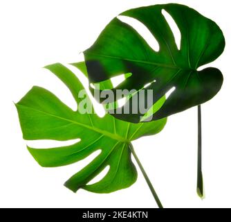 Deux isolent les grandes feuilles Monstera vert foncé sur fond blanc Banque D'Images