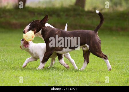 Playing Miniature Bullterrier Banque D'Images