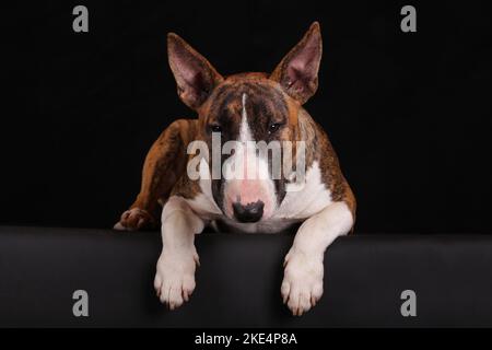 Bull Terrier Miniature couché Banque D'Images