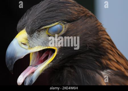 Golden Eagle avec la bouche ouverte Banque D'Images