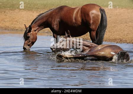 mère arabe de cheval avec foal Banque D'Images