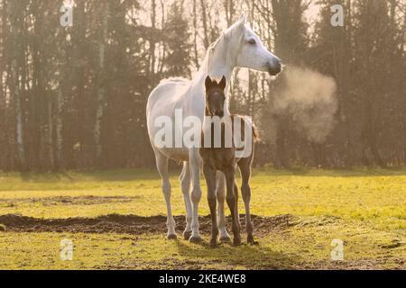 mère arabe de cheval avec foal Banque D'Images