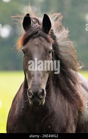 Portrait de Frison Horse Banque D'Images