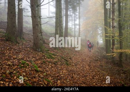 Personnes marchant sur un sentier couvert de feuilles mortes dans une forêt brumeuse en automne dans les Vosges, Alsace, France. Banque D'Images