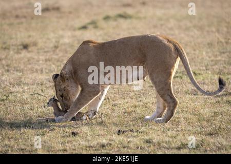 La lionne tue les gazelles de bébé Thomson Banque D'Images