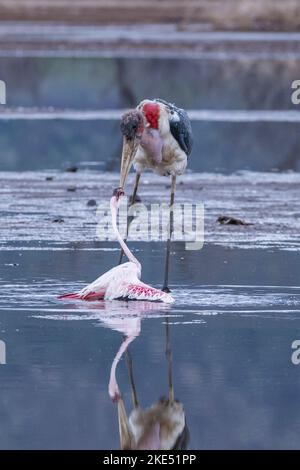 Le porc de marabout tue Flamingo Banque D'Images