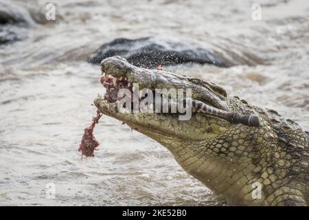 Le crocodile du Nil mange du zèbre Banque D'Images