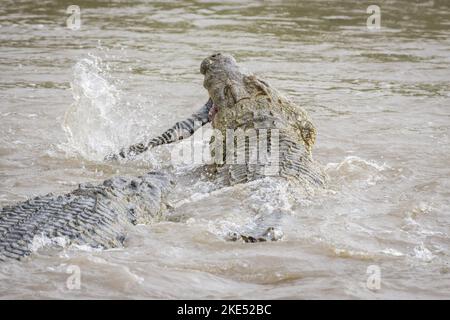 Le crocodile du Nil mange du zèbre Banque D'Images