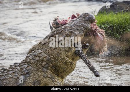 Le crocodile du Nil mange du zèbre Banque D'Images