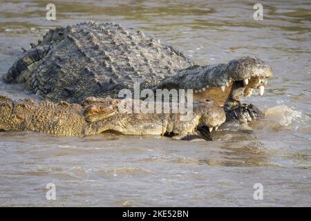 Les Crocodiles du Nil tuent le zèbre Banque D'Images