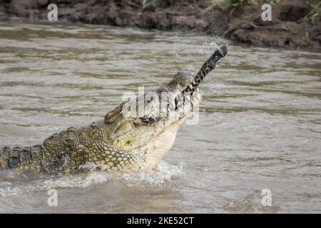 Le crocodile du Nil mange du zèbre Banque D'Images