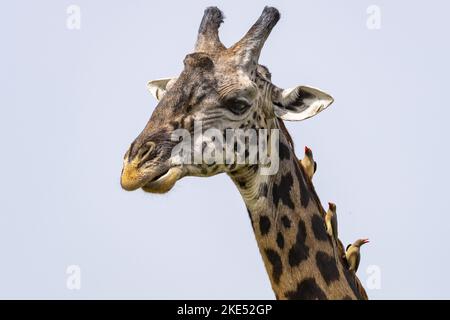 Girafe avec Red-billed Oxpecker Banque D'Images