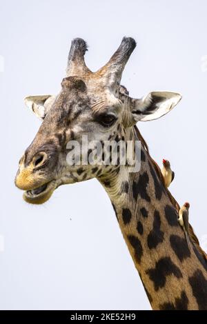 Girafe avec Red-billed Oxpecker Banque D'Images