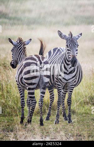 Zèbres sous la pluie Banque D'Images